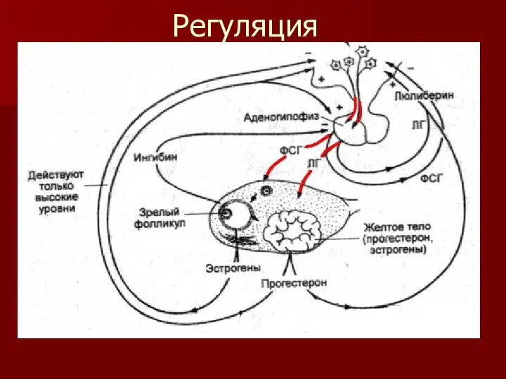 Регуляция