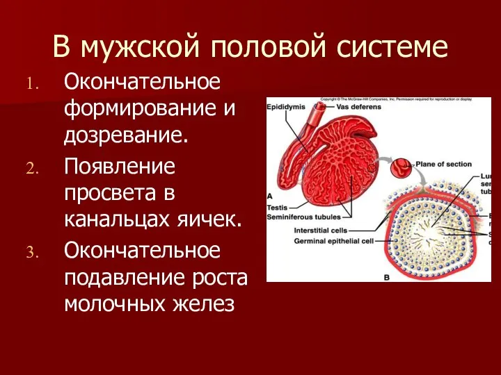 В мужской половой системе Окончательное формирование и дозревание. Появление просвета в