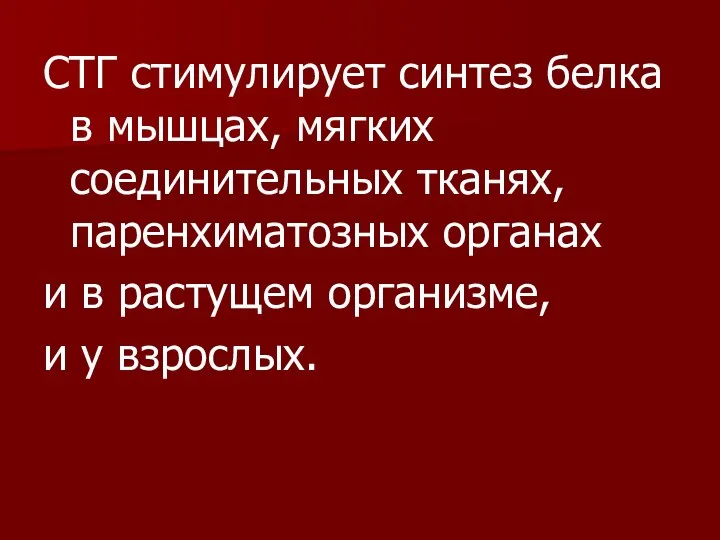 СТГ стимулирует синтез белка в мышцах, мягких соединительных тканях, паренхиматозных органах