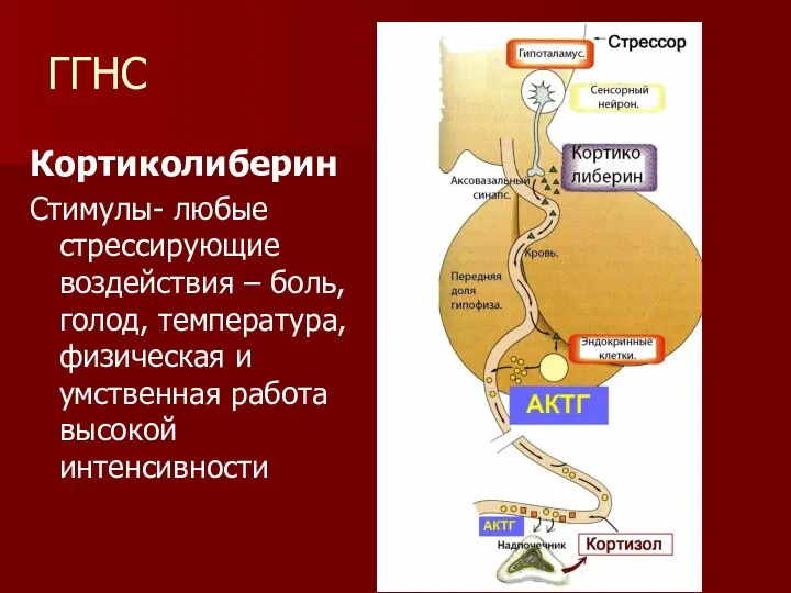 ГГНС Кортиколиберин Стимулы- любые стрессирующие воздействия – боль, голод, температура, физическая и умственная работа высокой интенсивности