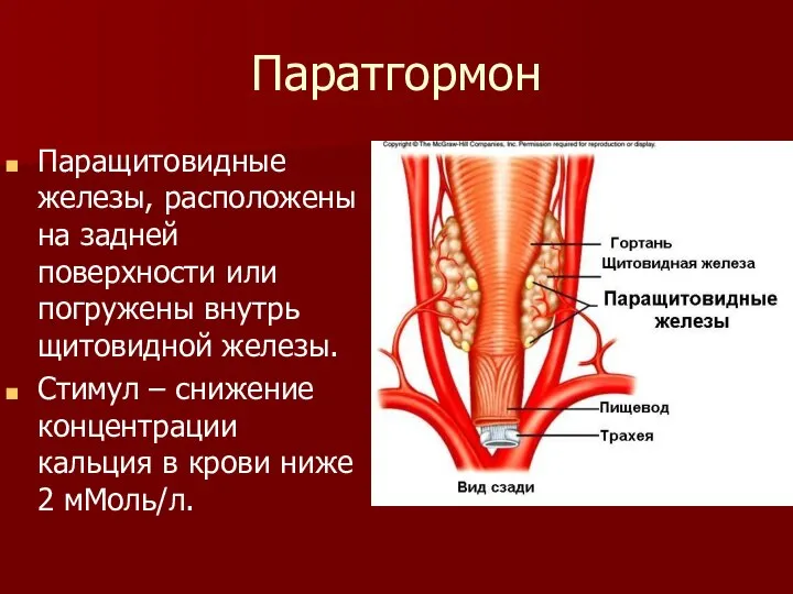 Паратгормон Паращитовидные железы, расположены на задней поверхности или погружены внутрь щитовидной