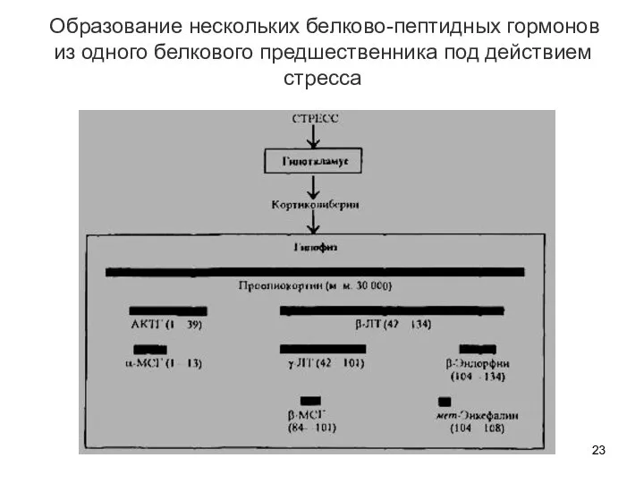 Образование нескольких белково-пептидных гормонов из одного белкового предшественника под действием стресса