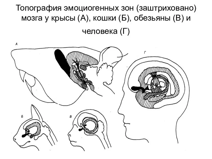 Топография эмоциогенных зон (заштриховано) мозга у крысы (А), кошки (Б), обезьяны (В) и человека (Г)