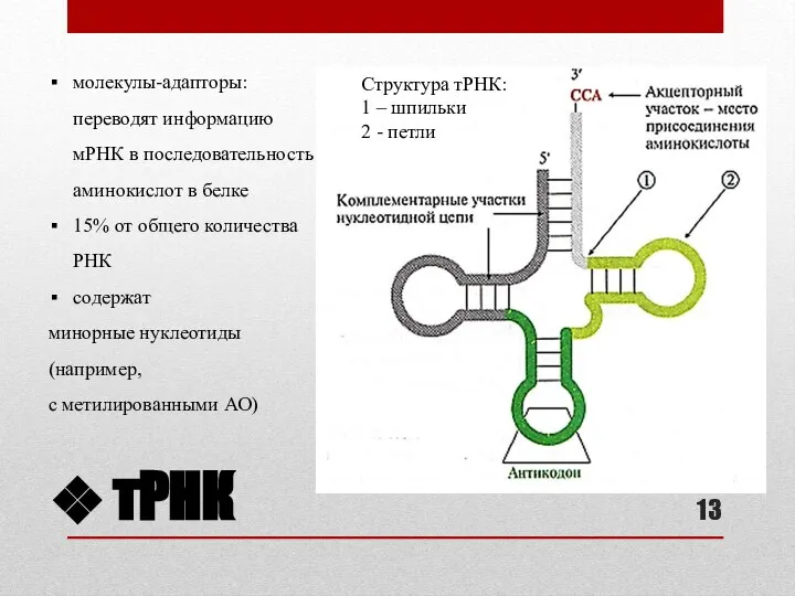 тРНК Структура тРНК: 1 – шпильки 2 - петли молекулы-адапторы: переводят