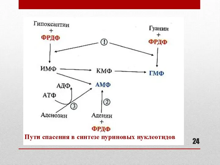 Пути спасения в синтезе пуриновых нуклеотидов