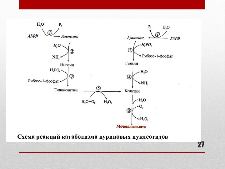 Схема реакций катаболизма пуриновых нуклеотидов