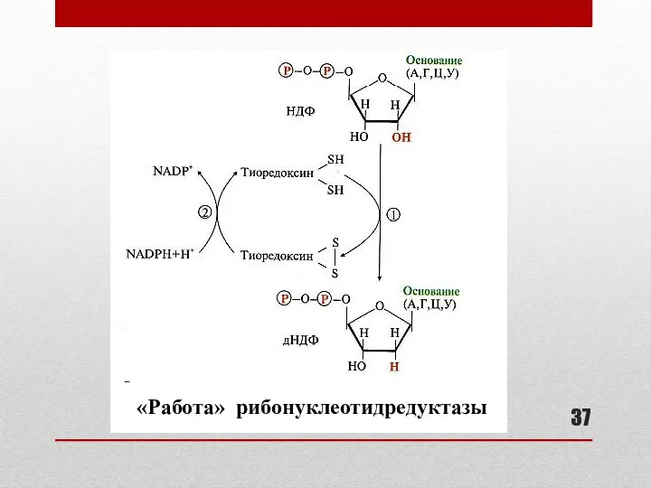 «Работа» рибонуклеотидредуктазы