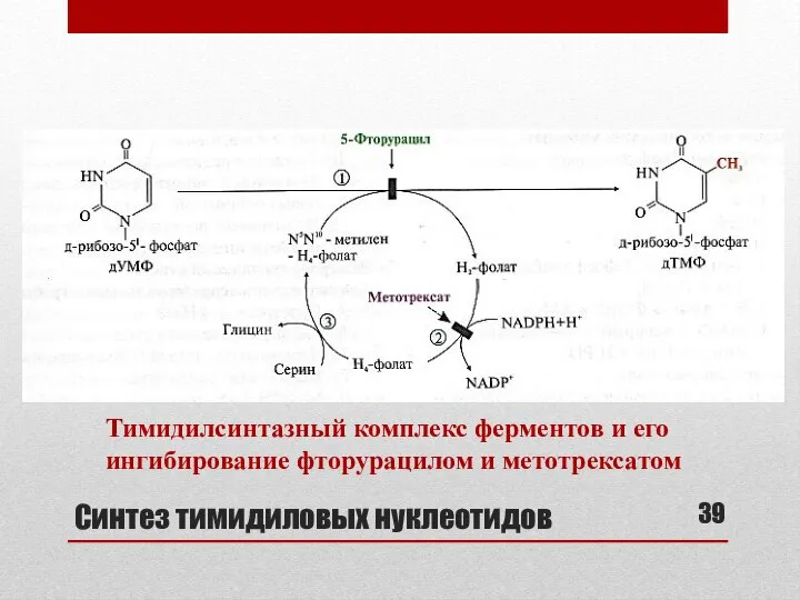 Синтез тимидиловых нуклеотидов Тимидилсинтазный комплекс ферментов и его ингибирование фторурацилом и метотрексатом