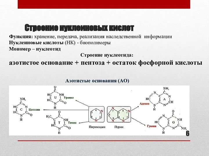 Строение нуклеиновых кислот Функция: хранение, передача, реализация наследственной информации Нуклеиновые кислоты