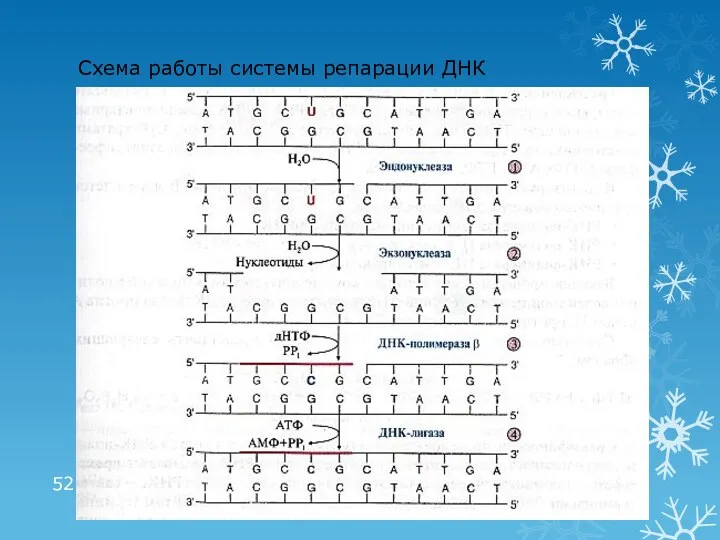 Схема работы системы репарации ДНК