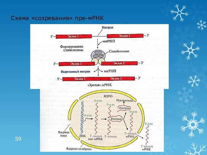 Схема «созревания» пре-мРНК