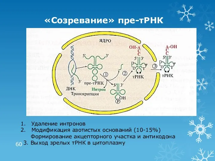 «Созревание» пре-тРНК Удаление интронов Модификация азотистых оснований (10-15%) Формирование акцепторного участка