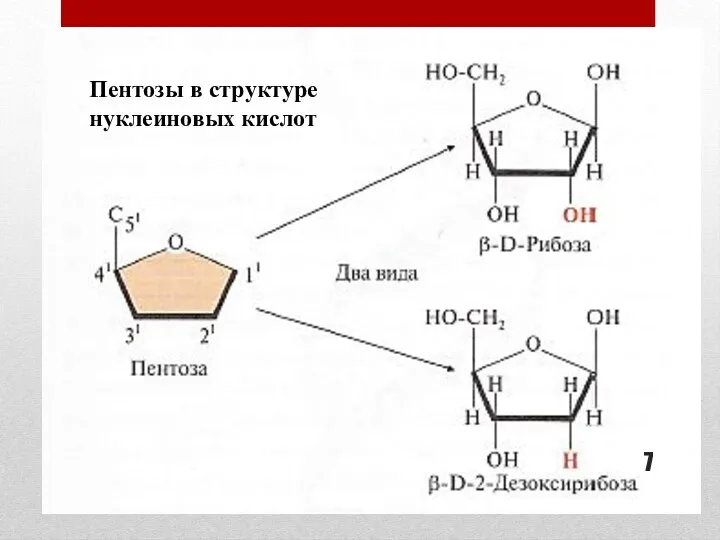 Пентозы в структуре нуклеиновых кислот