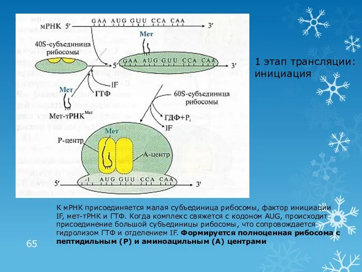 1 этап трансляции: инициация К мРНК присоединяется малая субъединица рибосомы, фактор