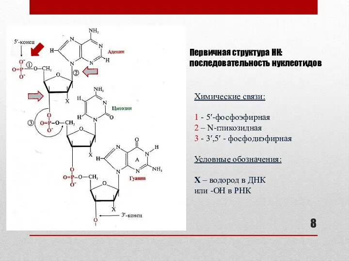 Первичная структура НК: последовательность нуклеотидов Химические связи: 1 - 5′-фосфоэфирная 2