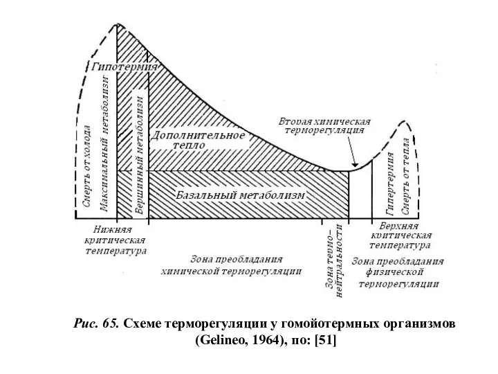 Рис. 65. Схеме терморегуляции у гомойотермных организмов (Gelineo, 1964), по: [51]