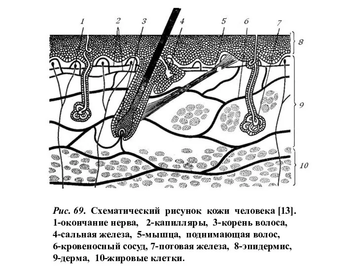 Рис. 69. Схематический рисунок кожи человека [13]. 1-окончание нерва, 2-капилляры, 3-корень