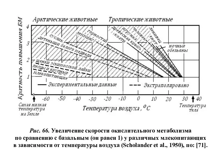 Рис. 66. Увеличение скорости окислительного метаболизма по сравнению с базальным (он