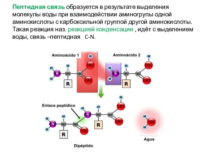 Пептидная связь образуется в результате выделения молекулы воды при взаимодействии аминогрупы