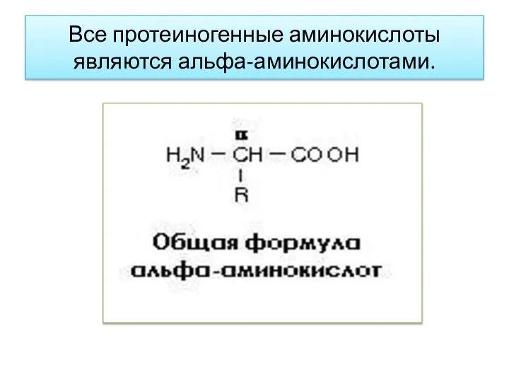 Все протеиногенные аминокислоты являются альфа-аминокислотами.