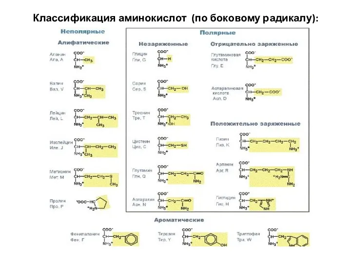 Классификация аминокислот (по боковому радикалу):