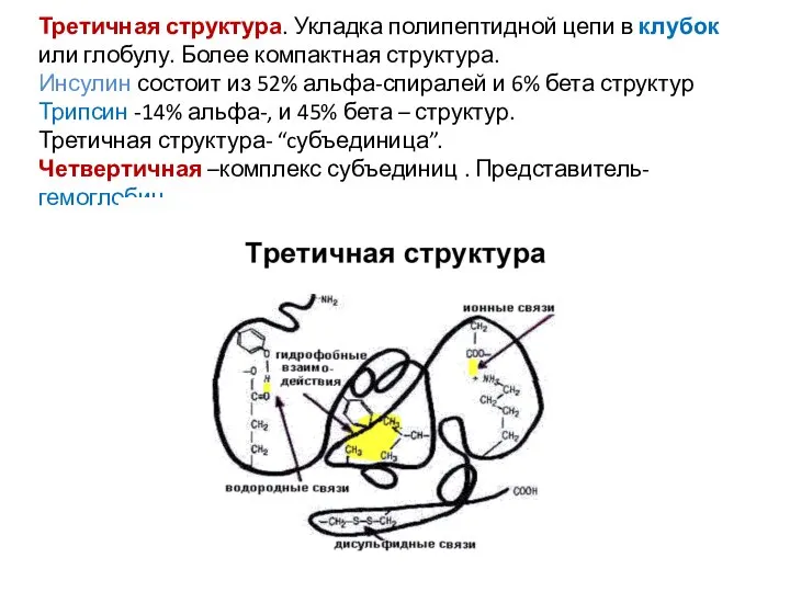 Третичная структура. Укладка полипептидной цепи в клубок или глобулу. Более компактная