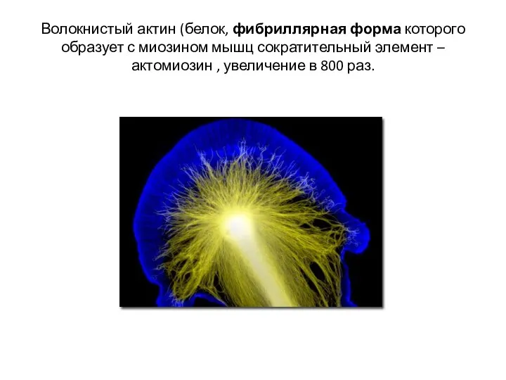 Волокнистый актин (белок, фибриллярная форма которого образует с миозином мышц сократительный