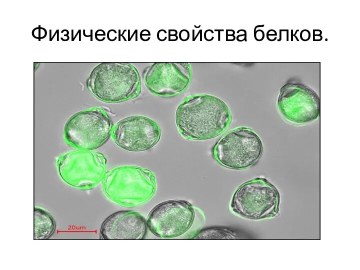 Физические свойства белков.