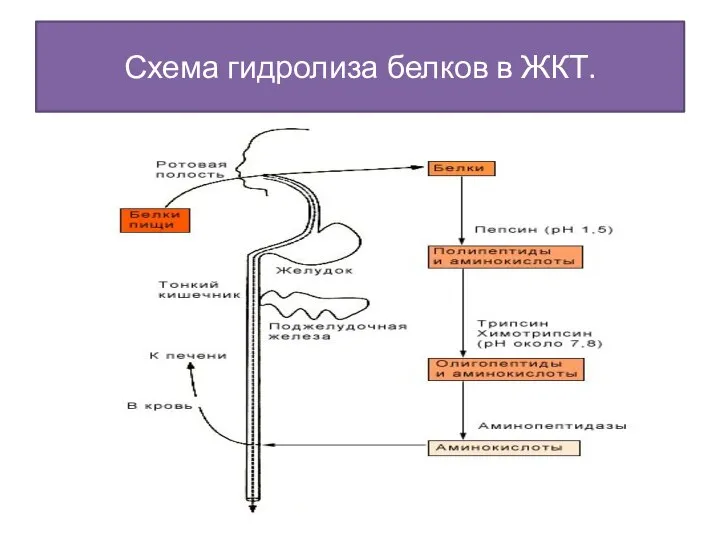 Схема гидролиза белков в ЖКТ.