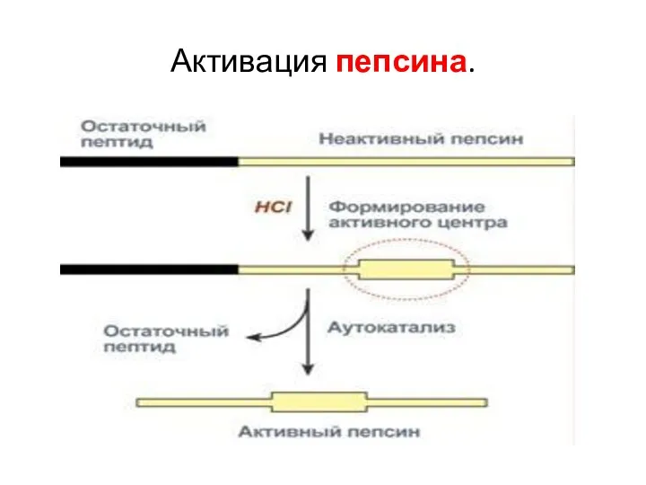 Активация пепсина.