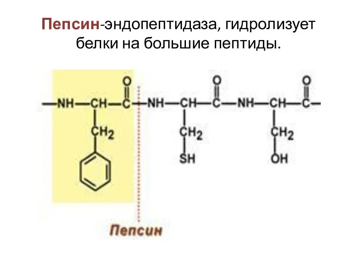 Пепсин-эндопептидаза, гидролизует белки на большие пептиды.