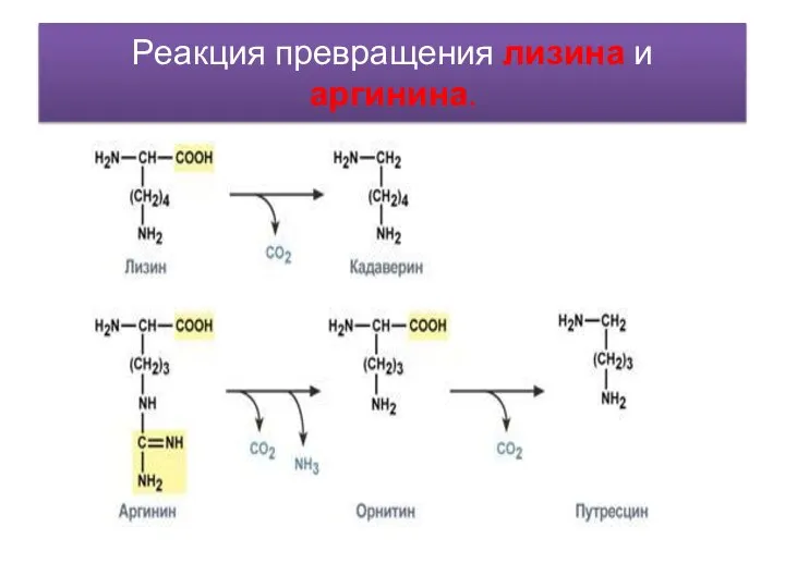 Реакция превращения лизина и аргинина.