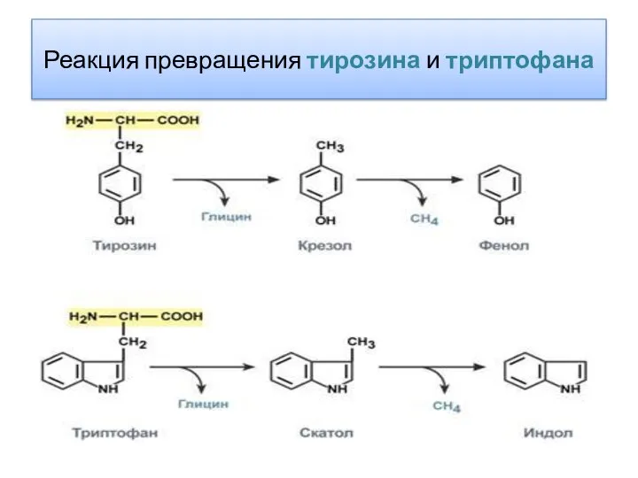 Реакция превращения тирозина и триптофана