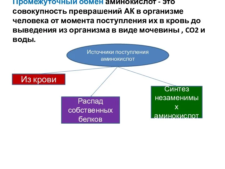 Промежуточный обмен аминокислот - это совокупность преврашений АК в организме человека