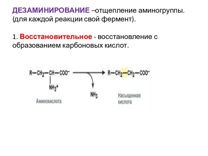 ДЕЗАМИНИРОВАНИЕ –отщепление аминогруппы. (для каждой реакции свой фермент). 1. Восстановительное - восстановление с образованием карбоновых кислот.