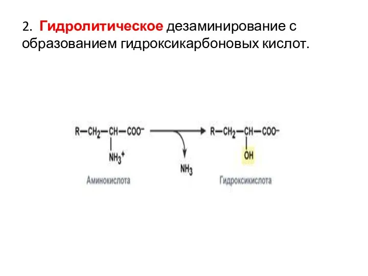 2. Гидролитическое дезаминирование с образованием гидроксикарбоновых кислот.
