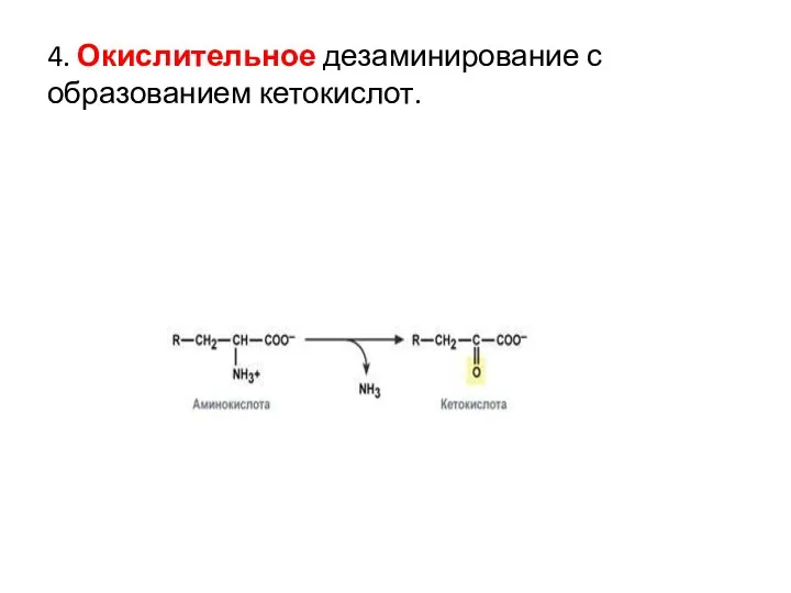 4. Окислительное дезаминирование с образованием кетокислот.