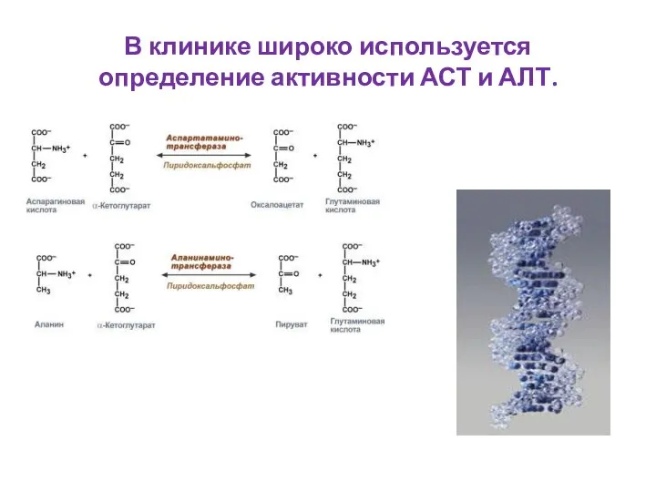 В клинике широко используется определение активности АСТ и АЛТ.