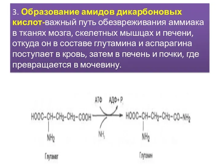 3. Образование амидов дикарбоновых кислот-важный путь обезвреживания аммиака в тканях мозга,