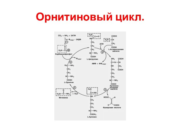 Орнитиновый цикл.