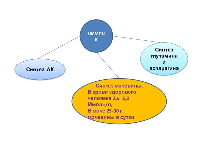 аммиак Синтез АК Синтез глутамина и аспарагина Синтез мочевины. В крови