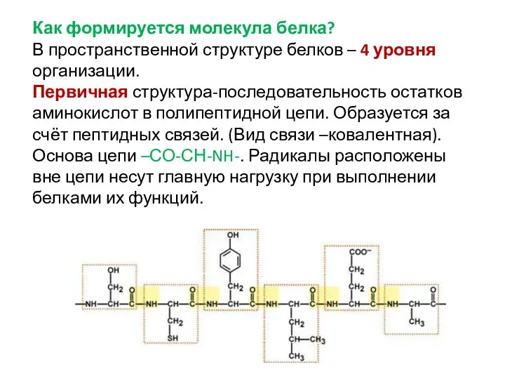 Как формируется молекула белка? В пространственной структуре белков – 4 уровня