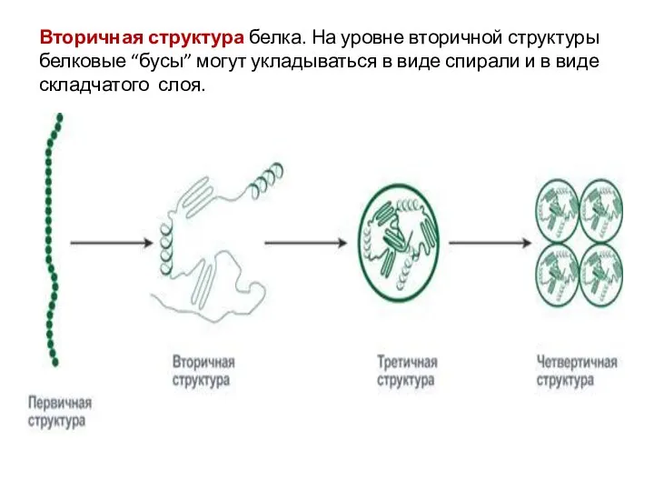 Вторичная структура белка. На уровне вторичной структуры белковые “бусы” могут укладываться