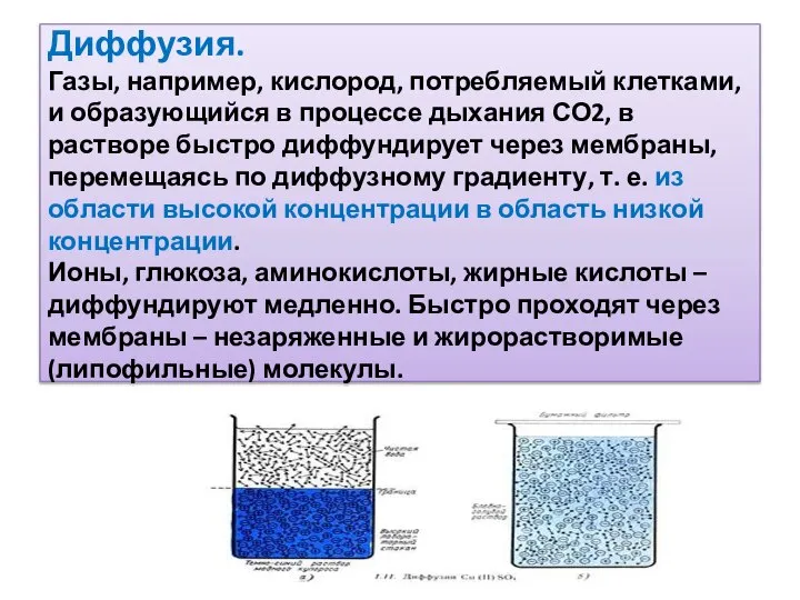 Диффузия. Газы, например, кислород, потребляемый клетками, и образующийся в процессе дыхания