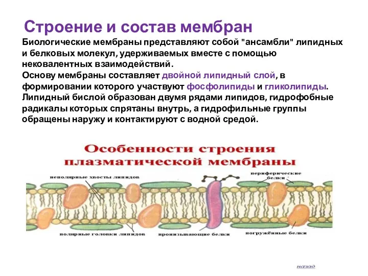 Строение и состав мембран Биологические мембраны представляют собой "ансамбли" липидных и