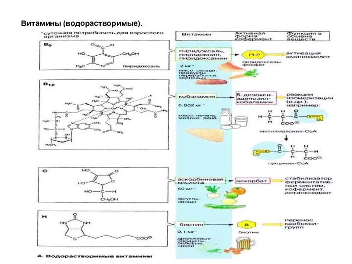 Витамины (водорастворимые).