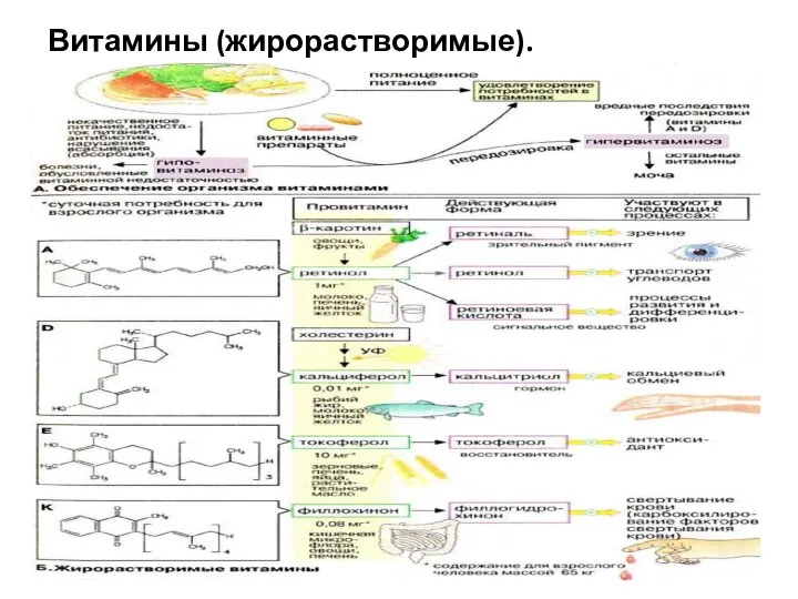 Витамины (жирорастворимые).