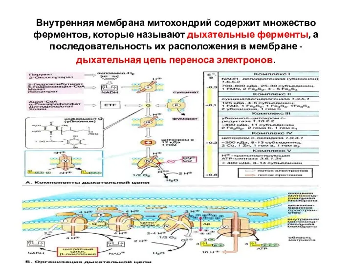 Внутренняя мембрана митохондрий содержит множество ферментов, которые называют дыхательные ферменты, а