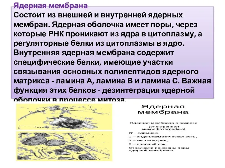 Ядерная мембрана Состоит из внешней и внутренней ядерных мембран. Ядерная оболочка