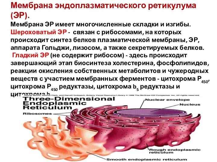 Мембрана эндоплазматического ретикулума (ЭР). Мембрана ЭР имеет многочисленные складки и изгибы.